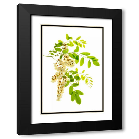 Honey Locusts I Black Modern Wood Framed Art Print with Double Matting by Robertson, Leda
