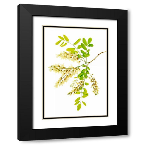 Honey Locusts II Black Modern Wood Framed Art Print with Double Matting by Robertson, Leda