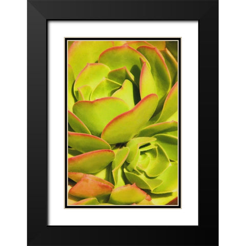 Sweet Succulents I Black Modern Wood Framed Art Print with Double Matting by Robertson, Leda
