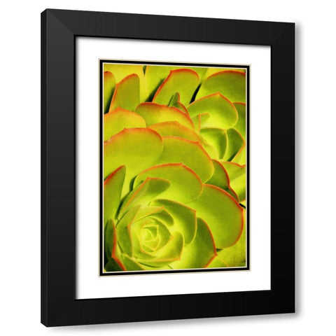 Sweet Succulents II Black Modern Wood Framed Art Print with Double Matting by Robertson, Leda