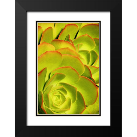 Sweet Succulents II Black Modern Wood Framed Art Print with Double Matting by Robertson, Leda