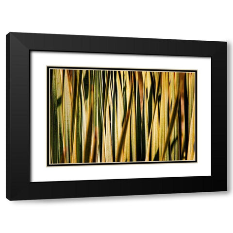 Desert Grasses I Black Modern Wood Framed Art Print with Double Matting by Robertson, Leda