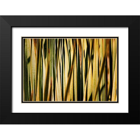 Desert Grasses I Black Modern Wood Framed Art Print with Double Matting by Robertson, Leda