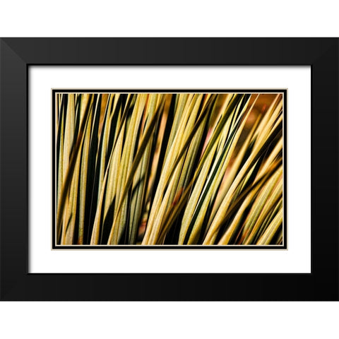 Desert Grasses II Black Modern Wood Framed Art Print with Double Matting by Robertson, Leda