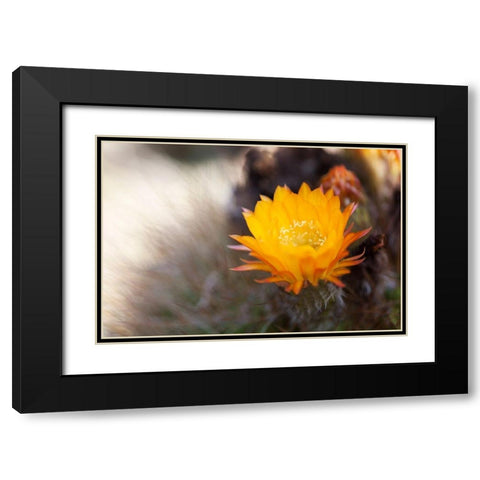 Wild Flowers I Black Modern Wood Framed Art Print with Double Matting by Mourier, Lily
