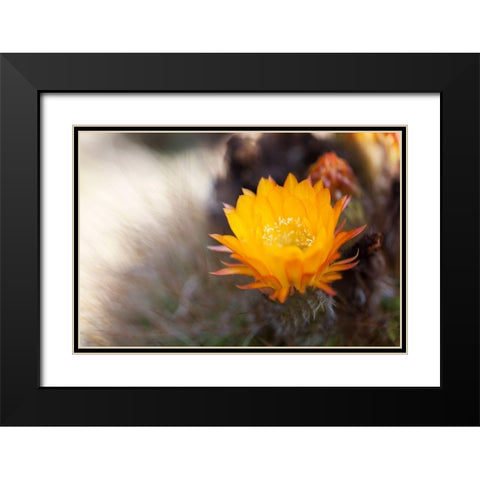 Wild Flowers I Black Modern Wood Framed Art Print with Double Matting by Mourier, Lily
