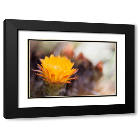 Wild Flowers II Black Modern Wood Framed Art Print with Double Matting by Mourier, Lily