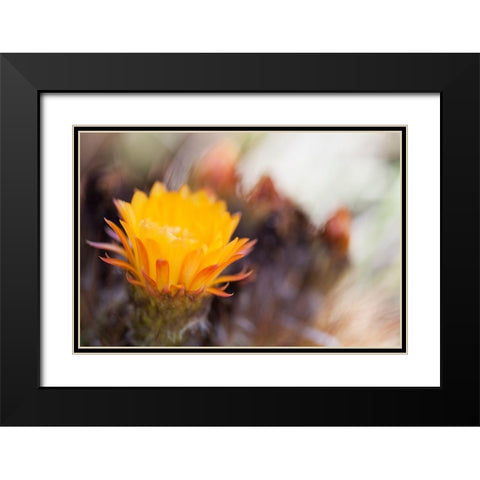 Wild Flowers II Black Modern Wood Framed Art Print with Double Matting by Mourier, Lily