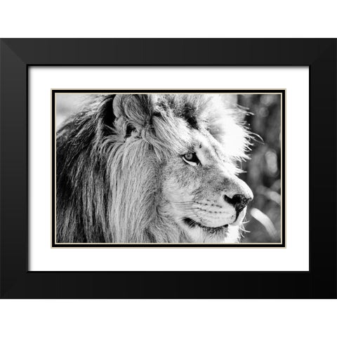 Majestic Black Modern Wood Framed Art Print with Double Matting by Drummond, Max