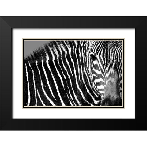 Curiosity Black Modern Wood Framed Art Print with Double Matting by Drummond, Max