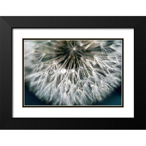 Dandelion Wishes Black Modern Wood Framed Art Print with Double Matting by Miller, Irene