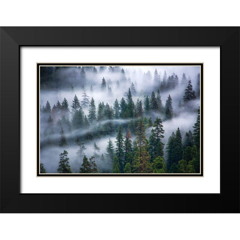 Fog swirling through trees Black Modern Wood Framed Art Print with Double Matting by Frates, Nicki