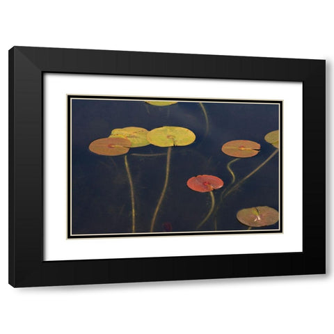 Lilypad II Black Modern Wood Framed Art Print with Double Matting by Stelfox, Norm