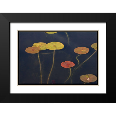 Lilypad II Black Modern Wood Framed Art Print with Double Matting by Stelfox, Norm