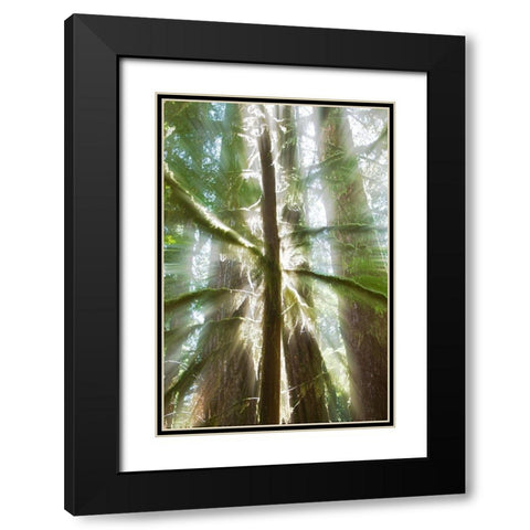 Trees Bathed in Light I Black Modern Wood Framed Art Print with Double Matting by Stelfox, Norm
