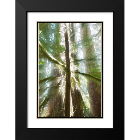 Trees Bathed in Light I Black Modern Wood Framed Art Print with Double Matting by Stelfox, Norm