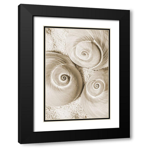 seashell II Black Modern Wood Framed Art Print with Double Matting by Stelfox, Norm