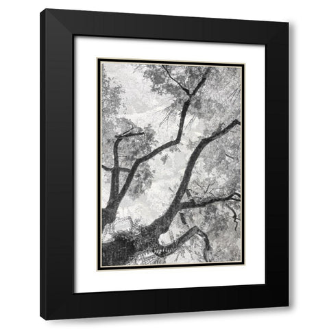 Gloomy Branches Black Modern Wood Framed Art Print with Double Matting by Stelfox, Norm