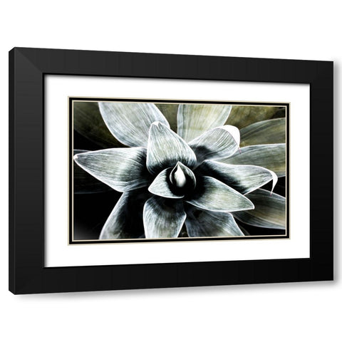 California Succulent Black Modern Wood Framed Art Print with Double Matting by Orlov, Irena