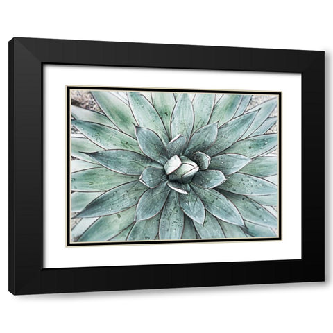 Stunning Agave I Black Modern Wood Framed Art Print with Double Matting by Orlov, Irena
