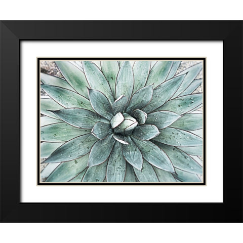 Stunning Agave I Black Modern Wood Framed Art Print with Double Matting by Orlov, Irena