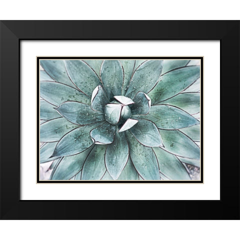 Stunning Agave II Black Modern Wood Framed Art Print with Double Matting by Orlov, Irena