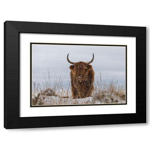Highlander in Snow Black Modern Wood Framed Art Print with Double Matting by Den, Van