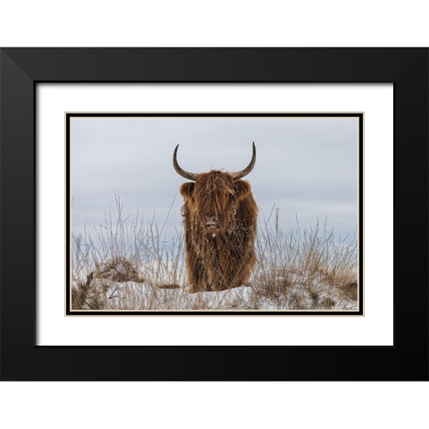 Highlander in Snow Black Modern Wood Framed Art Print with Double Matting by Den, Van