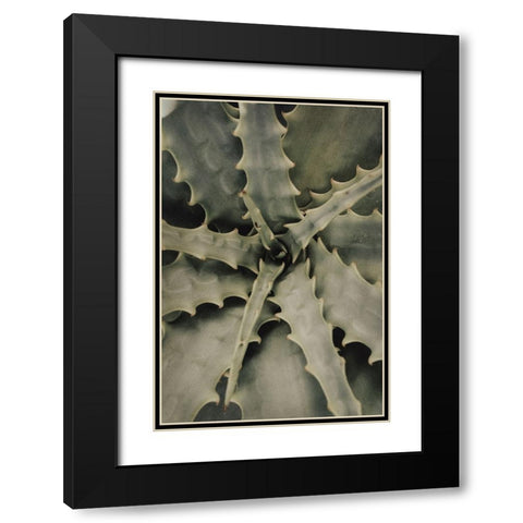Studio III - Aloe 002  Black Modern Wood Framed Art Print with Double Matting by Studio III