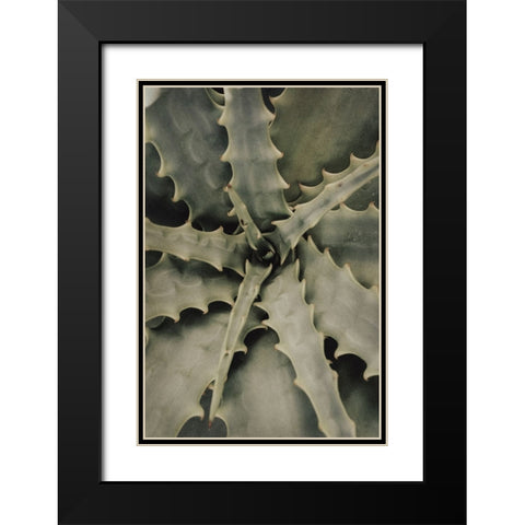 Studio III - Aloe 002  Black Modern Wood Framed Art Print with Double Matting by Studio III