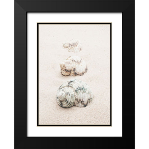 Studio III - Shells  Black Modern Wood Framed Art Print with Double Matting by Studio III