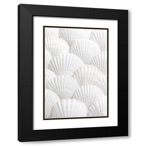 Studio III - Shells III  Black Modern Wood Framed Art Print with Double Matting by Studio III