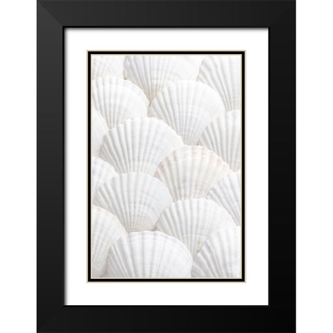 Studio III - Shells III  Black Modern Wood Framed Art Print with Double Matting by Studio III