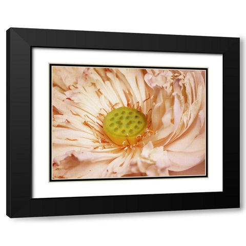 Peaches and Cream Black Modern Wood Framed Art Print with Double Matting by PI Studio