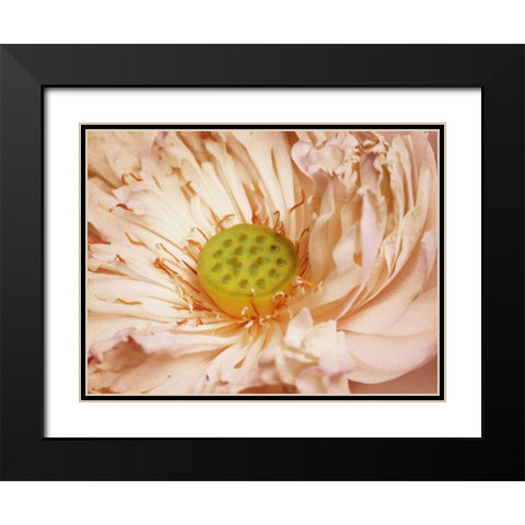 Peaches and Cream Black Modern Wood Framed Art Print with Double Matting by PI Studio