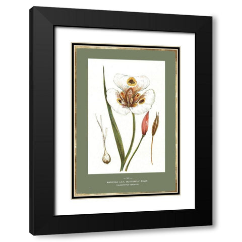 Green Botanics IV Black Modern Wood Framed Art Print with Double Matting by PI Studio