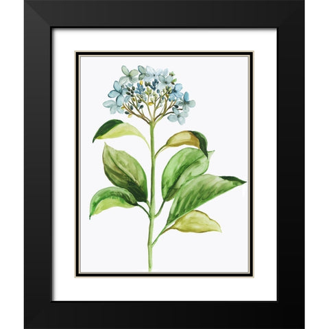 Little Hydrangea Black Modern Wood Framed Art Print with Double Matting by Pi Studio