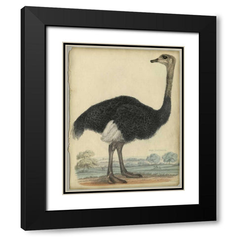 The Ostrich  Black Modern Wood Framed Art Print with Double Matting by PI Collection