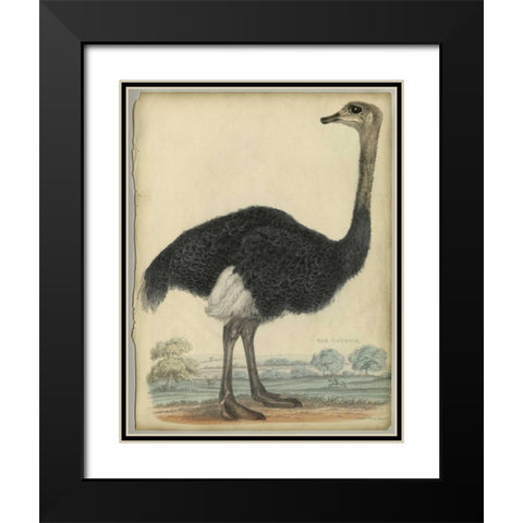 The Ostrich  Black Modern Wood Framed Art Print with Double Matting by PI Collection