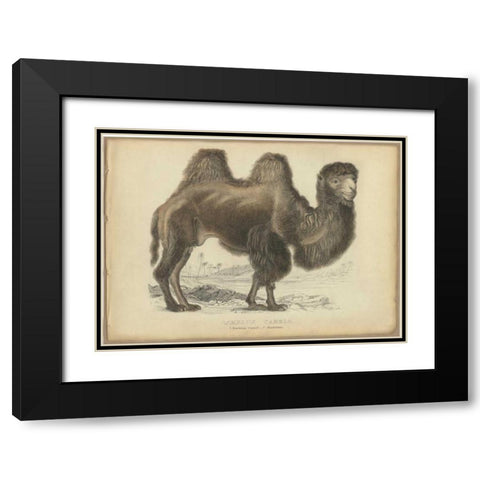Camel Dromedary Black Modern Wood Framed Art Print with Double Matting by PI Collection