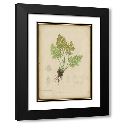 Roots  Black Modern Wood Framed Art Print with Double Matting by PI Collection