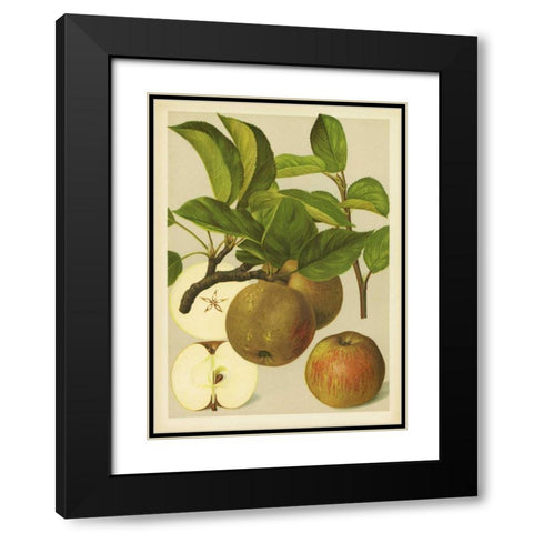 Russet Apples I Black Modern Wood Framed Art Print with Double Matting by PI Collection