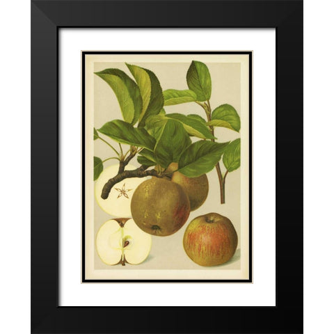 Russet Apples I Black Modern Wood Framed Art Print with Double Matting by PI Collection