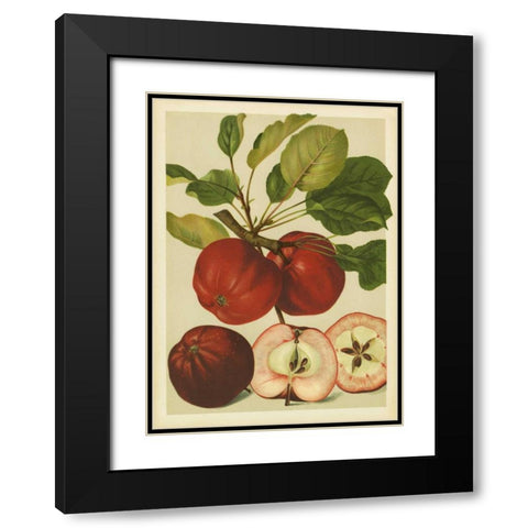 Red Veli Apples II Black Modern Wood Framed Art Print with Double Matting by PI Collection