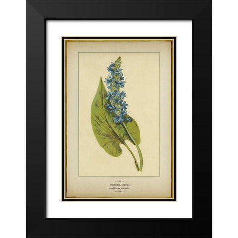 Pickerel Weed Black Modern Wood Framed Art Print with Double Matting by PI Collection