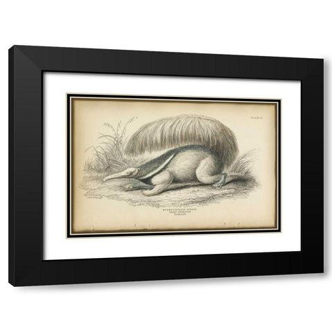 Great Anteater Black Modern Wood Framed Art Print with Double Matting by PI Collection