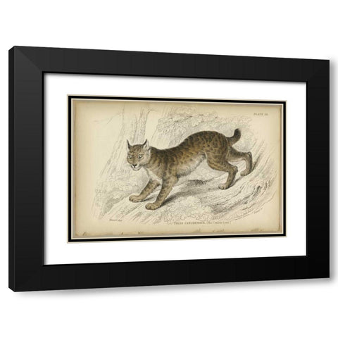 Felis Canadenis Lynx  Black Modern Wood Framed Art Print with Double Matting by PI Collection