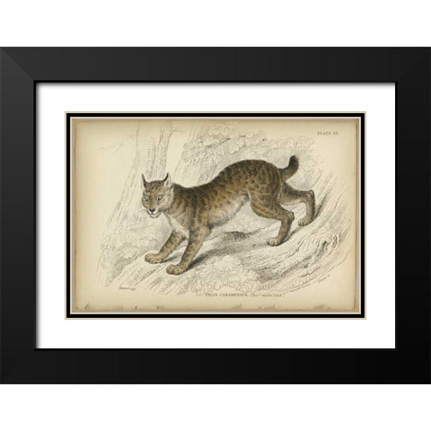 Felis Canadenis Lynx  Black Modern Wood Framed Art Print with Double Matting by PI Collection