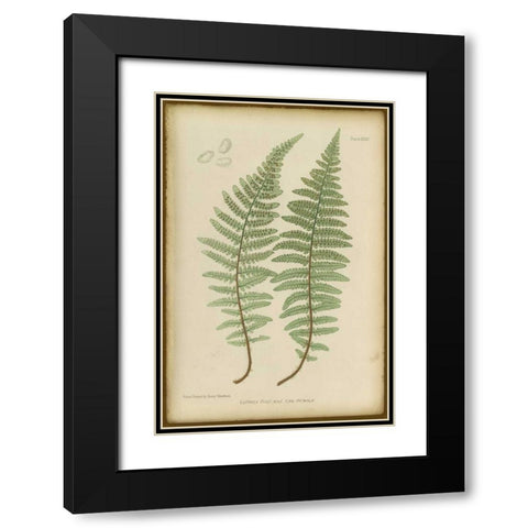 Lastrea Felix Black Modern Wood Framed Art Print with Double Matting by PI Collection