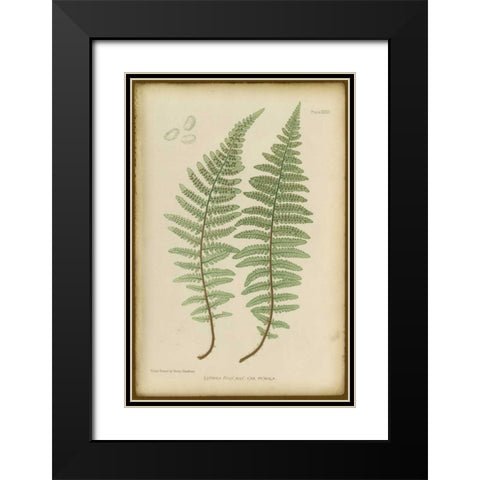 Lastrea Felix Black Modern Wood Framed Art Print with Double Matting by PI Collection